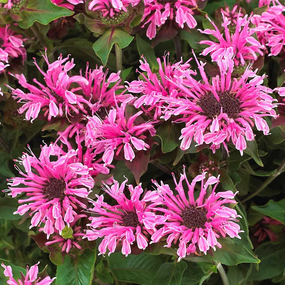 Monarda didyma 'Cranberry Lace'
